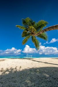 Preview wallpaper palm tree, beach, sea, summer, tropics