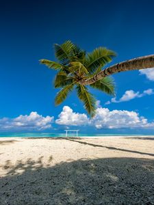 Preview wallpaper palm tree, beach, sea, summer, tropics