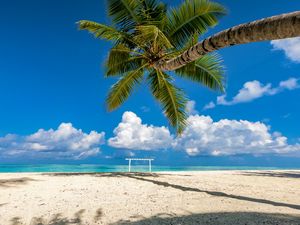 Preview wallpaper palm tree, beach, sea, summer, tropics