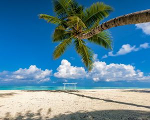 Preview wallpaper palm tree, beach, sea, summer, tropics