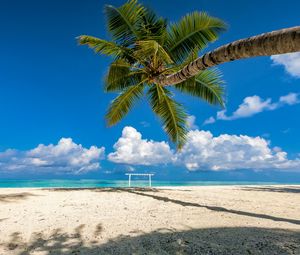 Preview wallpaper palm tree, beach, sea, summer, tropics