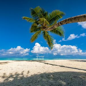 Preview wallpaper palm tree, beach, sea, summer, tropics