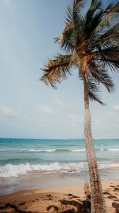 Preview wallpaper palm tree, beach, sea, tropics