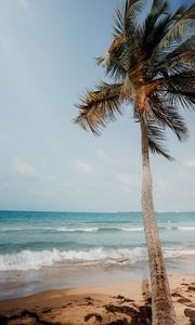 Preview wallpaper palm tree, beach, sea, tropics