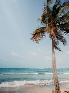 Preview wallpaper palm tree, beach, sea, tropics