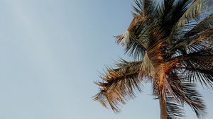 Preview wallpaper palm tree, beach, sea, tropics