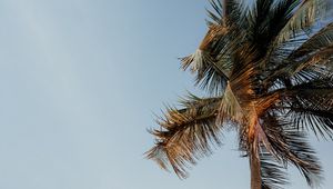 Preview wallpaper palm tree, beach, sea, tropics