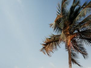 Preview wallpaper palm tree, beach, sea, tropics