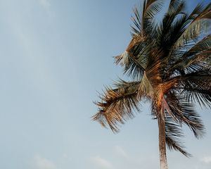 Preview wallpaper palm tree, beach, sea, tropics