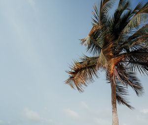 Preview wallpaper palm tree, beach, sea, tropics