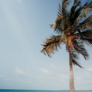 Preview wallpaper palm tree, beach, sea, tropics
