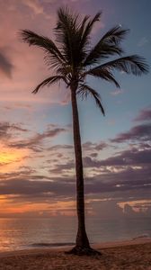 Preview wallpaper palm tree, beach, sea, sky, clouds, sunset