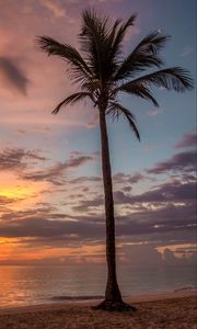 Preview wallpaper palm tree, beach, sea, sky, clouds, sunset