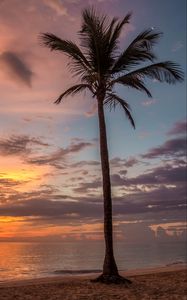Preview wallpaper palm tree, beach, sea, sky, clouds, sunset