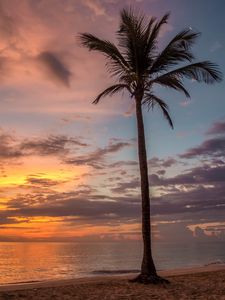 Preview wallpaper palm tree, beach, sea, sky, clouds, sunset