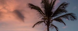 Preview wallpaper palm tree, beach, sea, sky, clouds, sunset