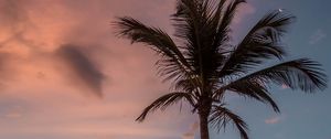 Preview wallpaper palm tree, beach, sea, sky, clouds, sunset