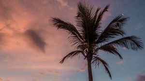 Preview wallpaper palm tree, beach, sea, sky, clouds, sunset