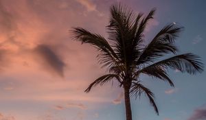 Preview wallpaper palm tree, beach, sea, sky, clouds, sunset