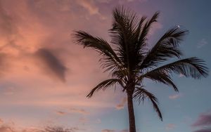 Preview wallpaper palm tree, beach, sea, sky, clouds, sunset