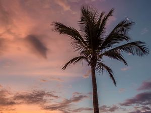 Preview wallpaper palm tree, beach, sea, sky, clouds, sunset