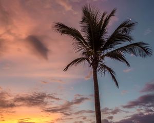 Preview wallpaper palm tree, beach, sea, sky, clouds, sunset