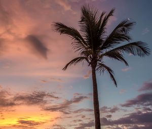 Preview wallpaper palm tree, beach, sea, sky, clouds, sunset