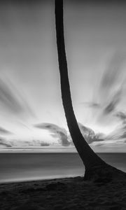 Preview wallpaper palm tree, beach, sea, horizon, dark