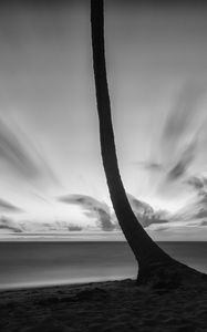 Preview wallpaper palm tree, beach, sea, horizon, dark