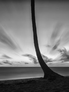 Preview wallpaper palm tree, beach, sea, horizon, dark