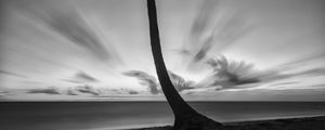 Preview wallpaper palm tree, beach, sea, horizon, dark