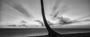 Preview wallpaper palm tree, beach, sea, horizon, dark