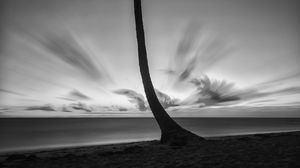 Preview wallpaper palm tree, beach, sea, horizon, dark