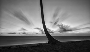 Preview wallpaper palm tree, beach, sea, horizon, dark