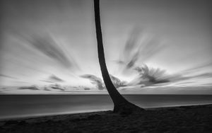 Preview wallpaper palm tree, beach, sea, horizon, dark
