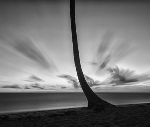 Preview wallpaper palm tree, beach, sea, horizon, dark