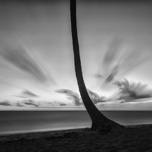 Preview wallpaper palm tree, beach, sea, horizon, dark