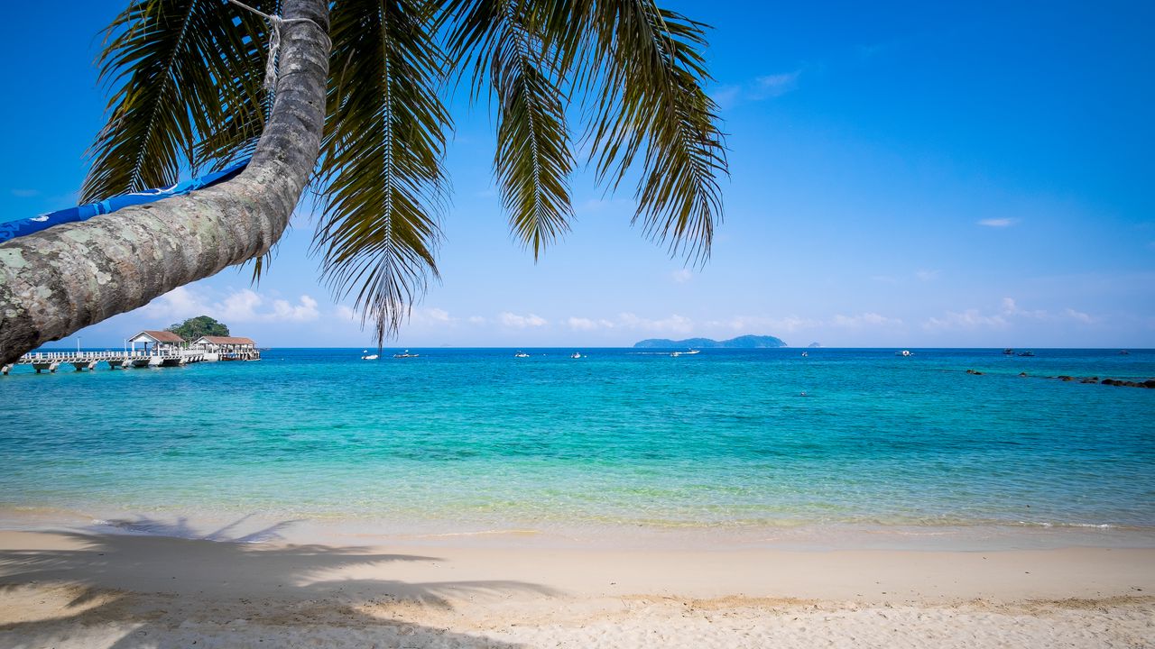 Wallpaper palm tree, beach, sea, horizon, tropics