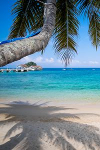 Preview wallpaper palm tree, beach, sea, horizon, tropics