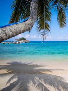 Preview wallpaper palm tree, beach, sea, horizon, tropics