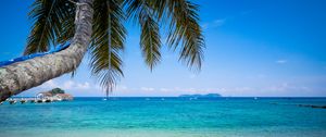 Preview wallpaper palm tree, beach, sea, horizon, tropics