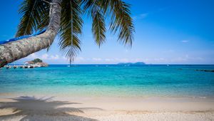 Preview wallpaper palm tree, beach, sea, horizon, tropics