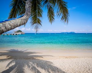 Preview wallpaper palm tree, beach, sea, horizon, tropics