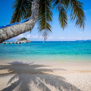 Preview wallpaper palm tree, beach, sea, horizon, tropics