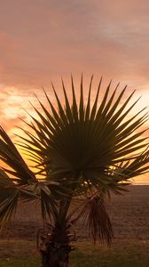 Preview wallpaper palm tree, beach, sunset, branches