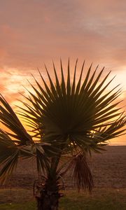 Preview wallpaper palm tree, beach, sunset, branches