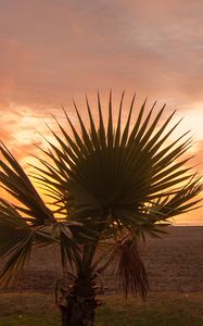 Preview wallpaper palm tree, beach, sunset, branches