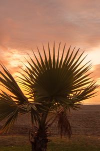 Preview wallpaper palm tree, beach, sunset, branches