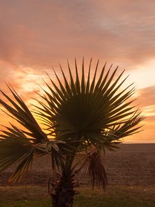 Preview wallpaper palm tree, beach, sunset, branches