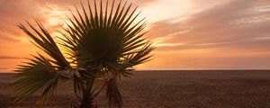 Preview wallpaper palm tree, beach, sunset, branches